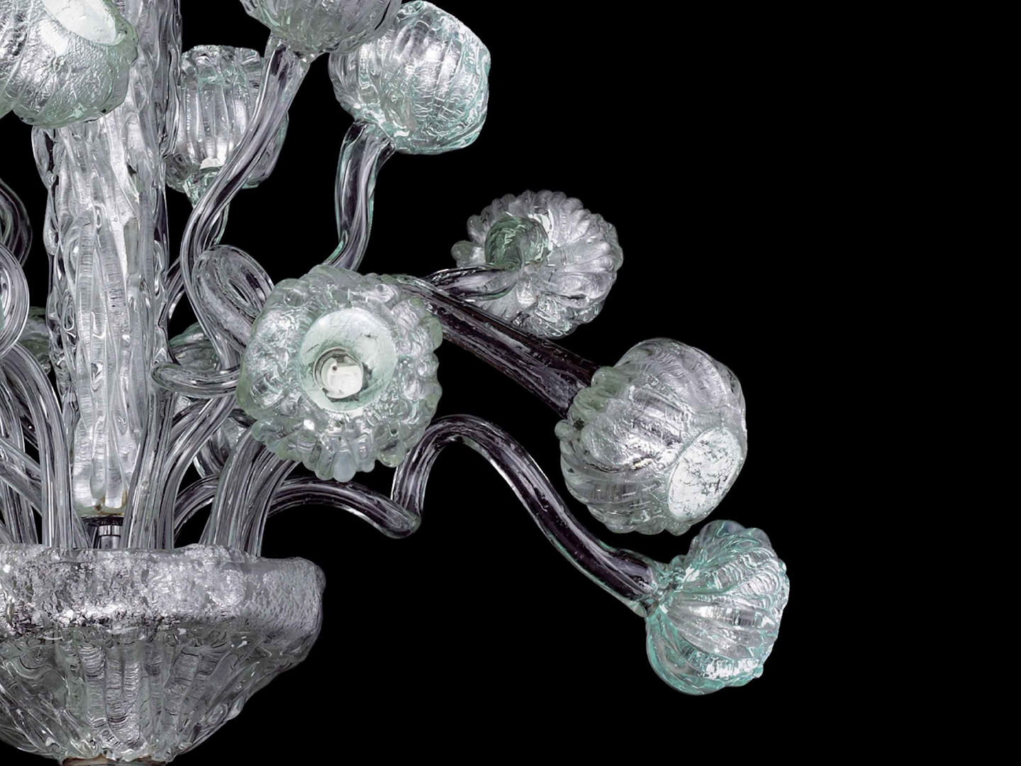 Cassiopea - Image 4