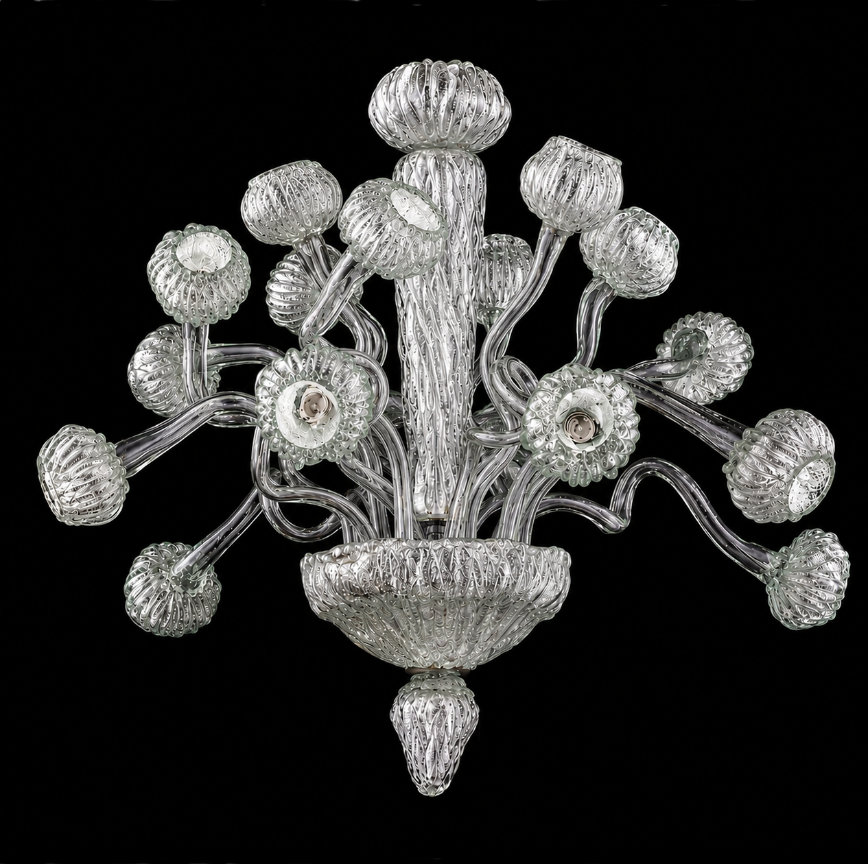 Cassiopea